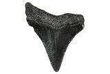 Serrated, Juvenile Megalodon Tooth - South Carolina #375894-1